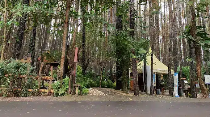 Hutan Pinus Mangunan